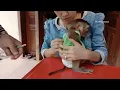 Third Day To Vet Monkey Donal Scare Vet Mom Take Care Donal Mom Take Care Donal
