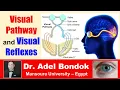 Visual Pathway and Visual Reflexes Dr Adel Bondok