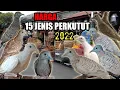 Download Lagu Ambyaar... Harga Perkutut Terjun Bebas!!! UPDATE HARGA 15 JENIS PERKUTUT 2022