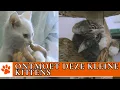 Download Lagu Hoe adopteer je kittens van DOA? | DierenpraatTV