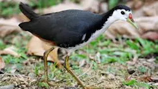 suara burung wak wak