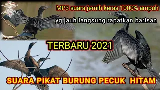 Download TERBARU 2021|SUARA BURUNG PECUK HITAM|PECUK PADI MP3