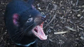 when tasmanian devils attack