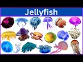Download Lagu 75 Cool Jellyfish You Never Knew Existed!