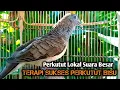 Download Lagu Perkutut Lokal GACOR suara Besar Ampuh memanggil Lawan EMOSI MANGGUNG PANCINGAN PERKUTUT LOKAL