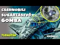 Lagu Csernobili SUGÁRZÁSEVŐ gomba! 😮 Megvédheti az ŰRHAJÓSOKAT? 🤔  |    Űrutazás Tudástár #6 #spacejunkie