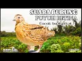 Download Lagu SUARA BURUNG PUYUH BETINA GACOR , PALING AMPUH BUAT PIKAT, PIKAT BURUNG PUYUH TERBARU TERBUKTI AMPUH