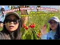 Download Lagu KURANG BAHAGIA APALAGI TINGGAL DI TEMPAT SEPERTI INI⁉️MENGELUH?! MENDING PANEN CHERRY LIAR YUK‼️
