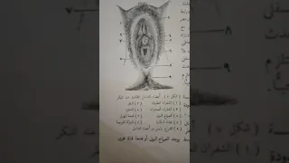 صورة للأعضاء التناسلية الخارجية عند المرأة البكر 