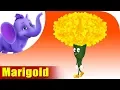 Download Lagu Marigold | Flower Song | 4K | Appu Series