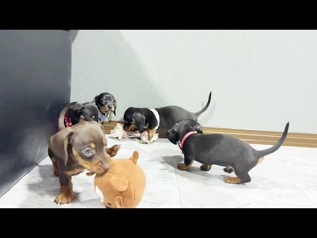 動画