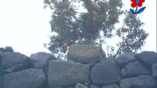 عماد غلاب يادهر علي جنيت 