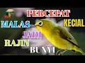Download Lagu 🔴 MEMPERCEPAT KECIAL MALAS JADI RAJIN BUNYI @KecialKuningGacor