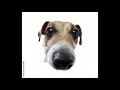 stock photo dog edit