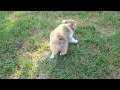 Pembroke Welsh Corgi Puppies for Sale