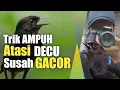 Download Lagu Cara Cepat Menggacorkan Burung DECU||DEKI/KACER MINI