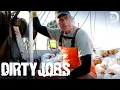 Download Lagu Mike Rowe Is Up to His Knees in Jellyfish | Dirty Jobs MP3