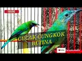 Download Lagu Cucak cungkok betina gacor untuk pancingan cucak cungkok jantan