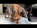 Does Mac the mini dachshund like his new pet carrier