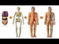 Bones Skeleton Internal Organs with Toy Figures Learn Human Body Parts for Kids