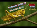 Download Lagu Masteran Belalang Emas‼️ Masteran Kasar, Masteran Burung