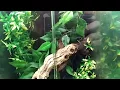 Bridges Pets Gifts Water Gardens Reptile World - Vlogmas Day 14