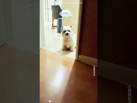 Después de 10 días sin poder acercarse a su dueño, este perro solo pudo esperar#shorts