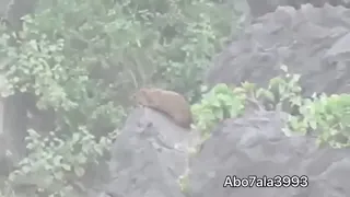 صيد وبر ولاكن شاهد ماذا حصل قال رميته قال في رأسه المشكله ان الوبر دخل في غيبوبه وبعد رجع له الوعي   دندنها