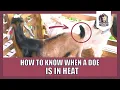 Westsidefarm How to Know When a Doe is in Heat