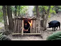 Download Lagu Building a primitive survival shelter escaping from a wild boar
