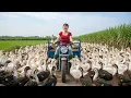 TIMELAPSE — Harvest Hundreds of Muscovy Ducks \u0026 Use 3-Wheeled Vehicle to Go Sell at Market