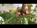 Download Lagu Flowering Cherry Tree (Prunus) - buds close up - April 2018