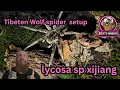 Download Lagu Tibeten Wolf Spider // lycos sp xijiang 