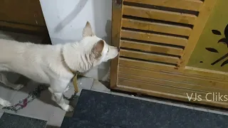 My Dog Learnt to Open Sliding Gate.!