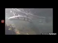 Nature Episode 43 swimming with a Ball Python