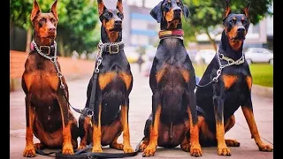 شخص بيدرب مجموعه كلاب شرسه علشان يسرقو بنك لوحدهم ملخص فيلم The Doberman Gang  شخص بيدرب مجموعه كلاب شرسه علشان يسرقو بنك لوحدهم ملخص فيلم The Doberman Gang