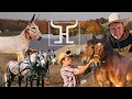 Download Lagu What's REALLY Going On in the Draft Horse \u0026 Mule Barn?