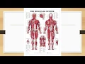 PowerPoint Slide Show Muscular System Vocabulary Talk Through