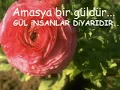 A. E. Çiçek - Unutursun - Amasya Görüntüleri ile 2