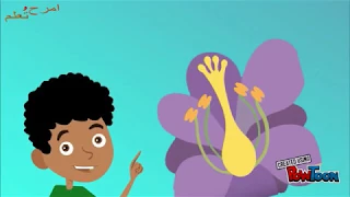 مكونات الزهرة وعملية التلقيح تعليم أطفال امرح وتعلم 