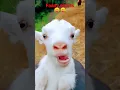 Download Lagu Reels. Kudus a  kudus#faany#🤪😸😱🥵🥵😸🦙🦙🐀🥵🐀🤪🐀🐀💞💞😋😋💞💯🐀🐁🥵🥰🤪komedi#shorts😜#vairal _video😋🥵🥵😜#youtubeshorts