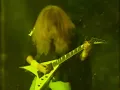 @Megadeth: Hangar 18 (Quantized, Remixed & Remastered by Danko Hidalgo) v3