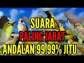Lagu SUARA PALING JAHAT,,,, SUARA PIKAT SEMUA JENIS BURUNG