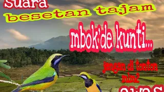 Download cucak cungkok besetan tajam vs mbok'de kunti MP3