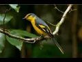 Download Lagu Suara Pikat mantenan Ribut Untuk Semua Jenis Burung Mantenan
