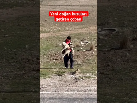 YENİ DOĞAN KUZULARI KURT KAPMASIN DİYE KUCAKLAYIP GETİREN ÇOBAN! #kangal #kurt #wolfcales #dog