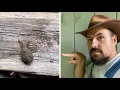 Catching Doodle Bugs In Appalachia v235