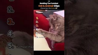 Ranking the Funniest Cat Animal Moments