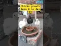 Lagu from day 2 to day 30 #chicken #growth #chicks  #shorts
