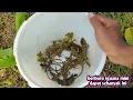 Download Lagu BERBURU IGUANA MINI BUNGLON TAMAN INFASIV DARI PRINDAPHAN